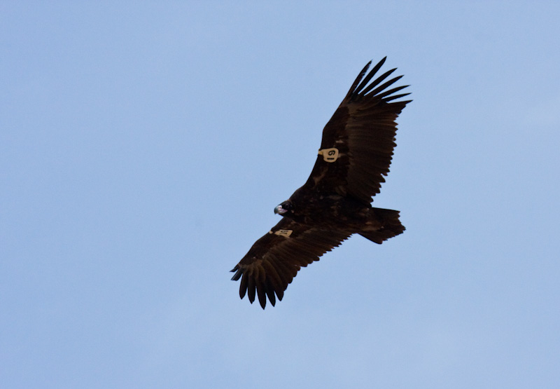 Cinareous Vulture (Tagged) In Flight
